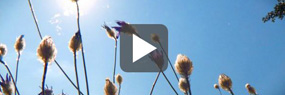 Videoausschnitt mit Play-Button: Pflanzenblüten vor blauem Himmel