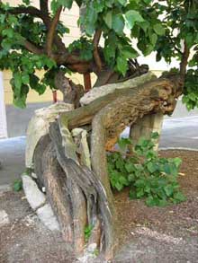 Weier Maulbeerbaum, ein Naturdenkmal in der Landstraer Hauptstrae 4a im 3. Bezirk