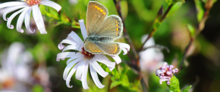 Cover-Foto – Schmetterling auf Blume